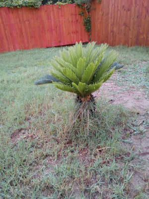 [A small palm variant with dark green fronds sticking upward from the base. The plant is about three foot tall and the dark fronds are only on the back side and only visible on either side where the long fronds stick out at the sides. The new growth in the center is upright and full and the leaves are unfurled.]